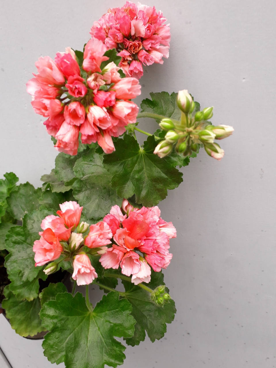 Marie Louise (40)
Marie Louise (40)