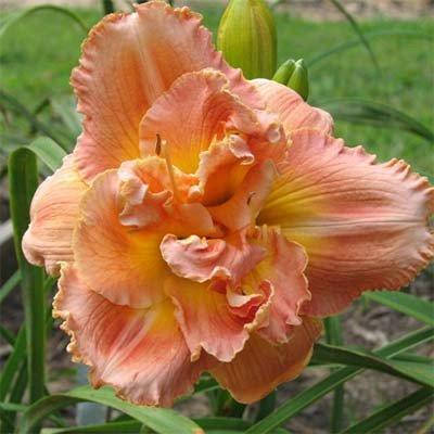 Лилейник Vision of Love (саженцы)
Лилейник Vision of Love (саженцы)