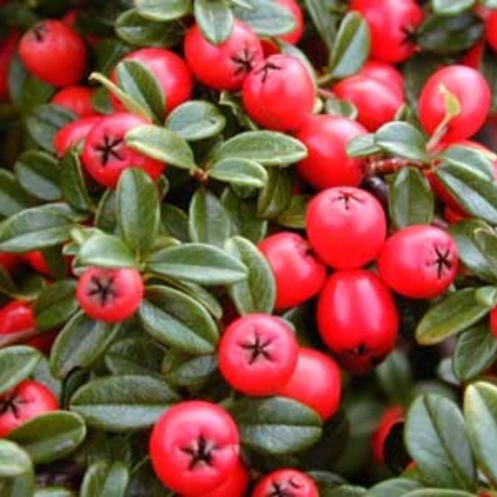 Кизильник Роял карпет, Cotoneaster royal carpet 
Кизильник Роял карпет, Cotoneaster royal carpet