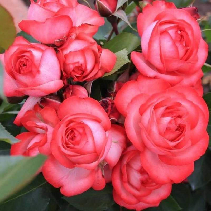 Антик 89 (Antike 89) 
Антик 89 (Antike 89)