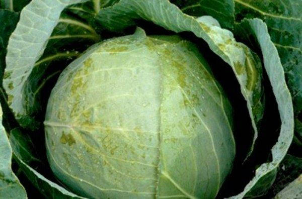 Капуста белокочанная "Тореодор" F 1 2 500 с. (Syngenta)
Капуста белокочанная "Тореодор" F 1 2 500 с. (Syngenta)