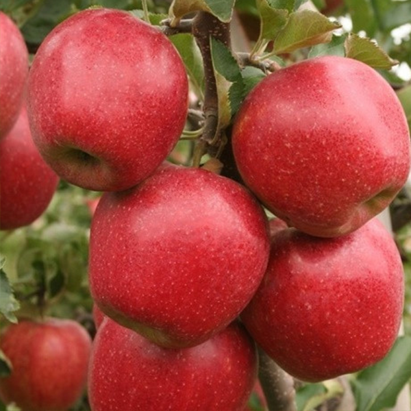 Саженцы яблони «Дискавери» (Discоvery) - 2-летний
Саженцы яблони «Дискавери» (Discоvery) - 2-летний