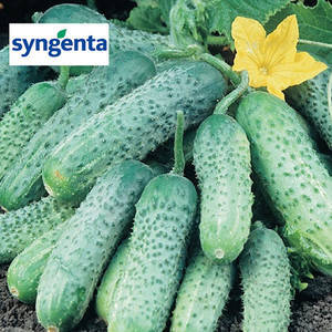 Семена огурца Пасамонте F1 (Syngenta), 500 семян — ранний гибрид (40-42 дня), партенокарпик
Семена огурца Пасамонте F1 (Syngenta), 500 семян — ранний гибрид (40-42 дня), партенокарпик