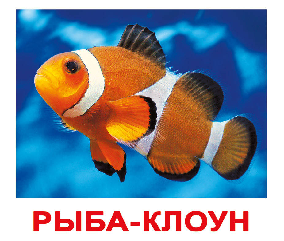 Карточки большие русские с фактами, ламинированные "Обитатели воды" 20шт, в пак. 16,5*19,5см, Украина, ТМ
Карточки большие русские с фактами, ламинированные "Обитатели воды" 20шт, в пак. 16,5*19,5см, Украина, ТМ