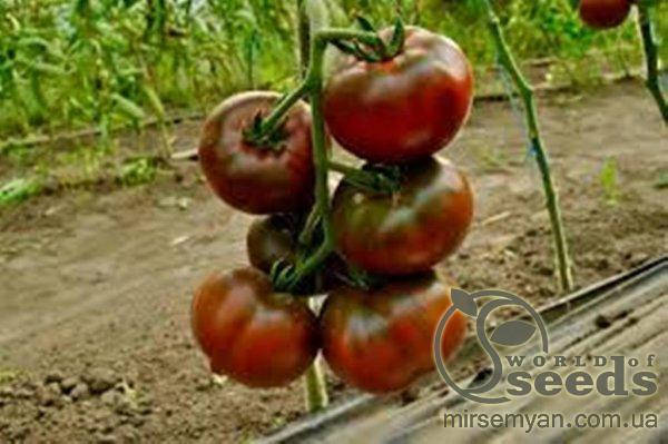 Томат "Бронзон" (Бронсон) F1 250семян, Клоз (Clause)
Томат "Бронзон" (Бронсон) F1 250семян, Клоз (Clause)