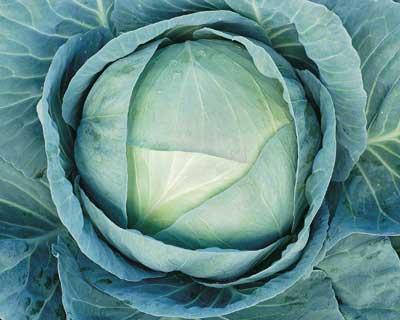 Капуста белокочанная Агрессор F1 50 семян (Syngenta) 
Капуста белокочанная Агрессор F1 50 семян (Syngenta)