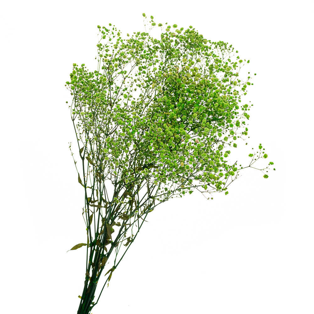 Стабилизированная гипсофила
Стабилизированная гипсофила