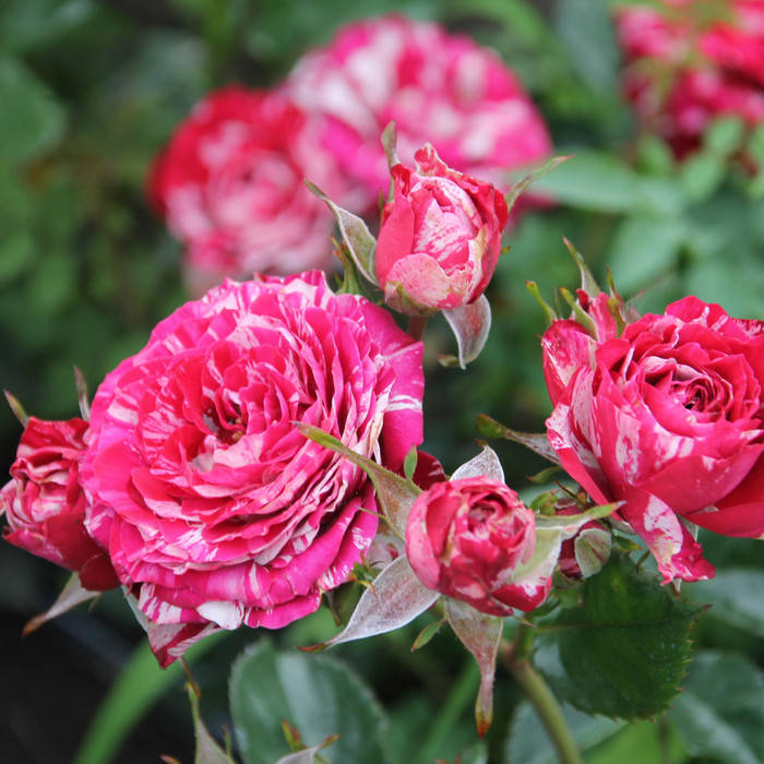 Арроу Фолиес (Arrow Folies)
Арроу Фолиес (Arrow Folies)