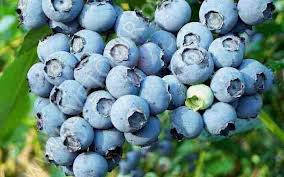 Саженцы голубики высокорослой "Патриот" в 1 л. контейнере с грунтом 
Саженцы голубики высокорослой "Патриот" в 1 л. контейнере с грунтом