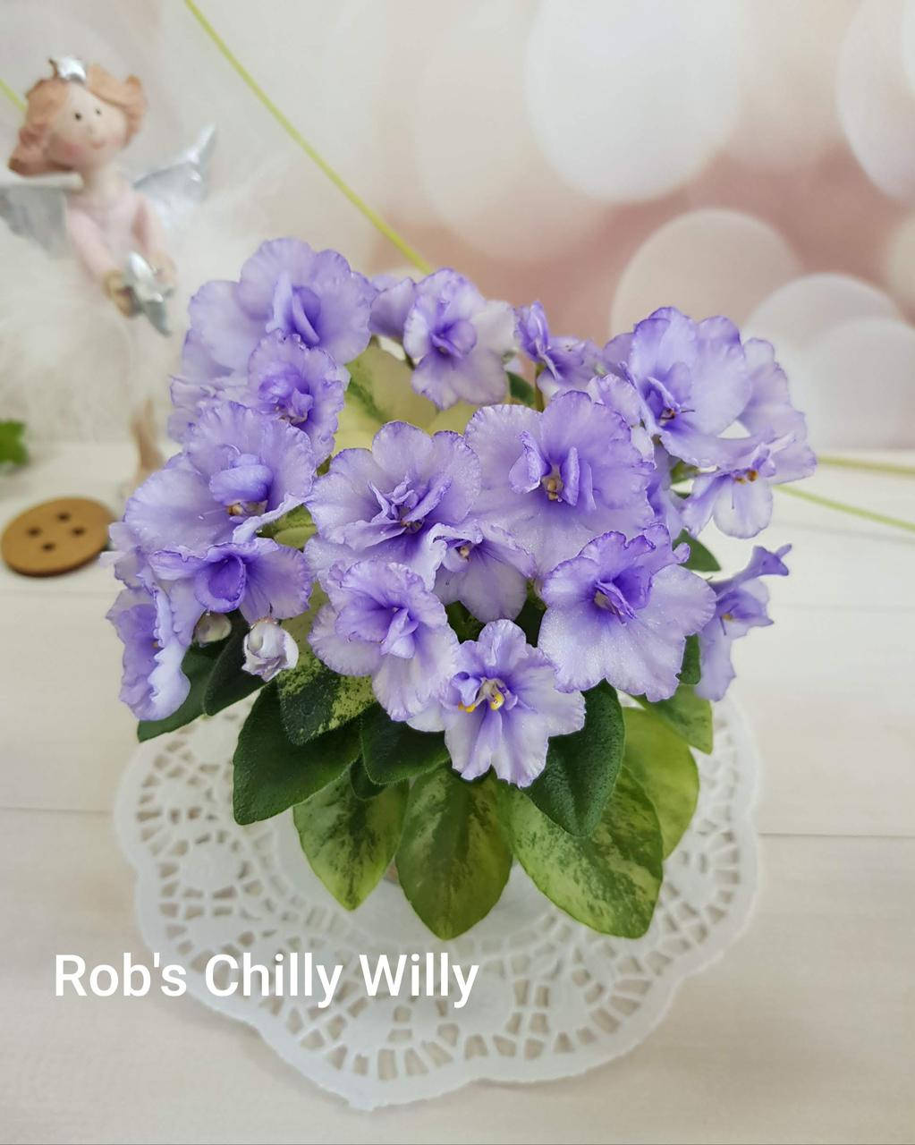 Фиалка Rob’s Chilly Willy квітучий пасинок
Фиалка Rob’s Chilly Willy квітучий пасинок