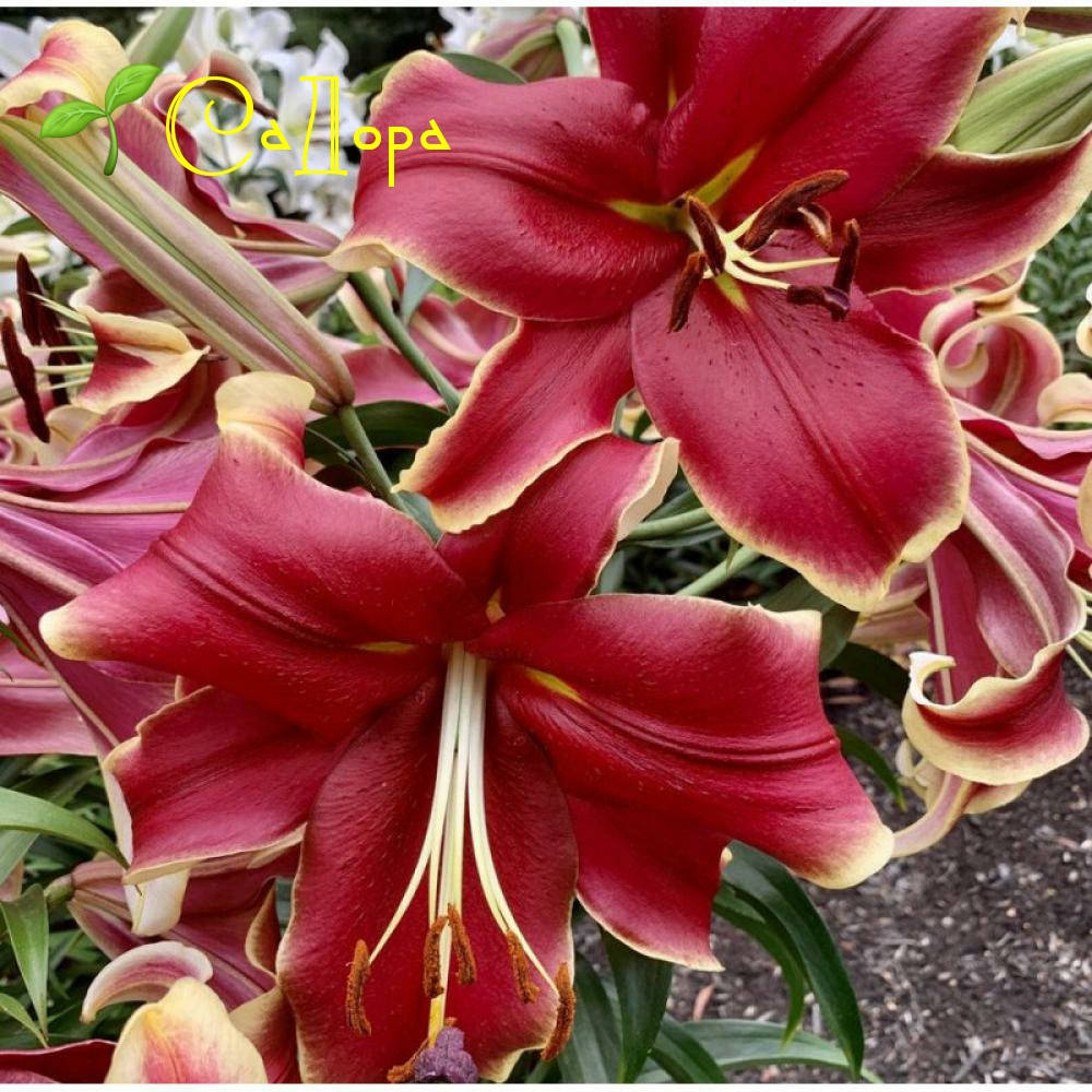 Лилия Африкан Леди (African Lady) 
Лилия Африкан Леди (African Lady)