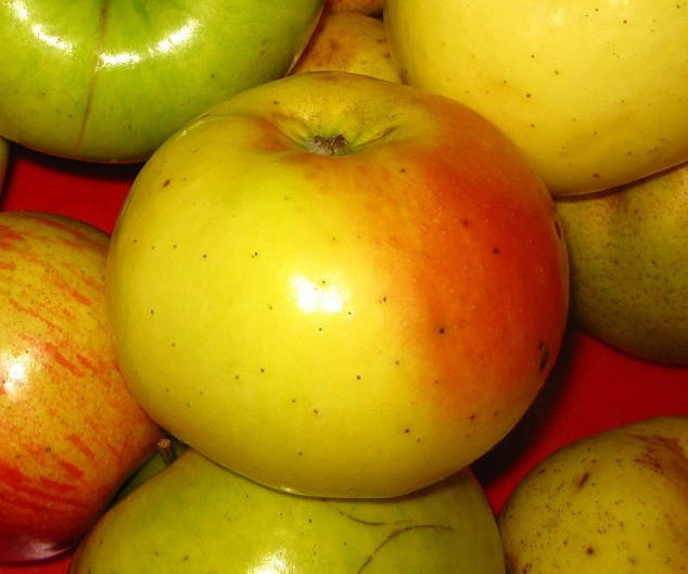 Яблоня Золотой ренет. (54-118). (вв). Зимний сорт. 
Яблоня Золотой ренет. (54-118). (вв). Зимний сорт.