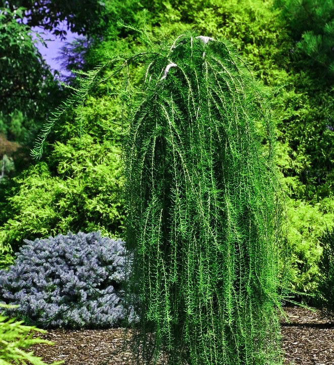 Лиственница европейская на штамбе Пули / Ра 120
Лиственница европейская на штамбе Пули / Ра 120