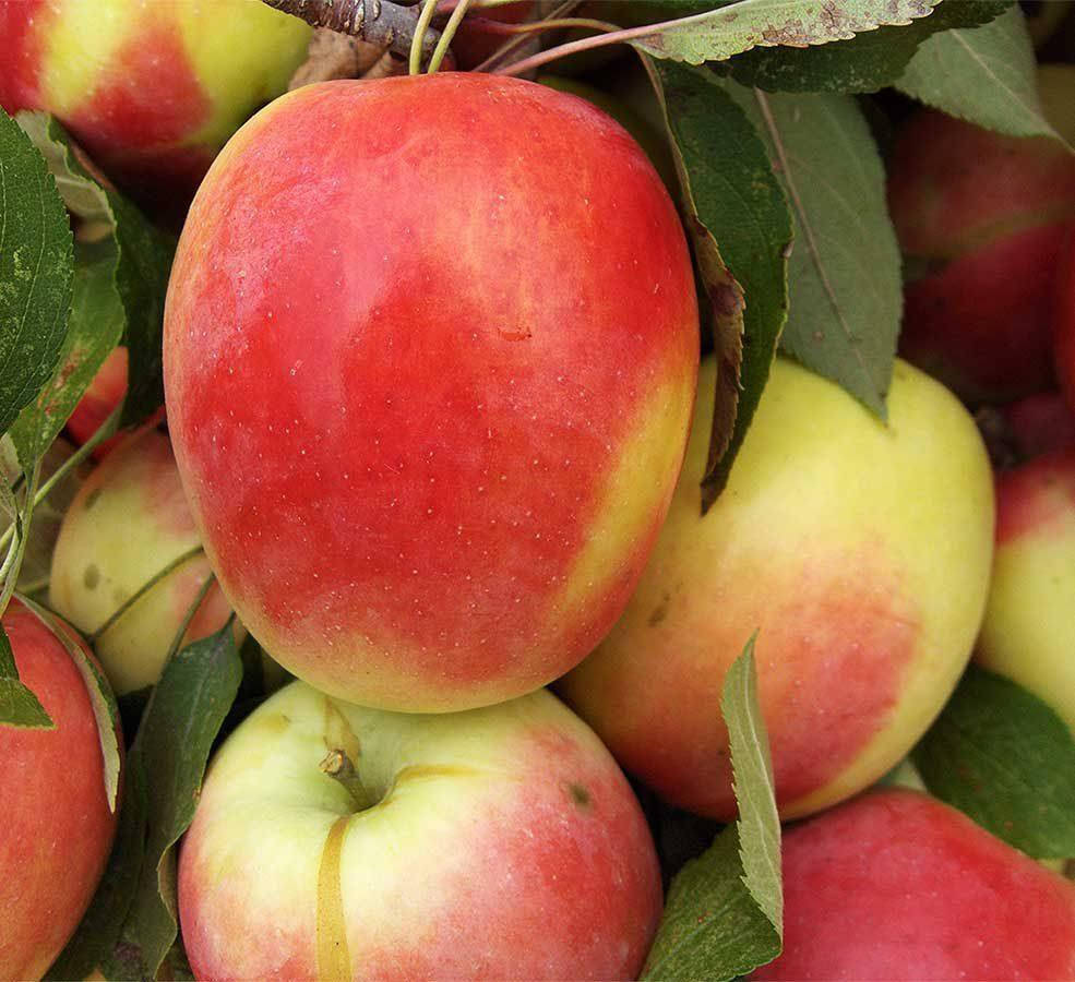 Саженец яблони Кандиль синап - яблоня подвой 54-118, 2 года
Саженец яблони Кандиль синап - яблоня подвой 54-118, 2 года