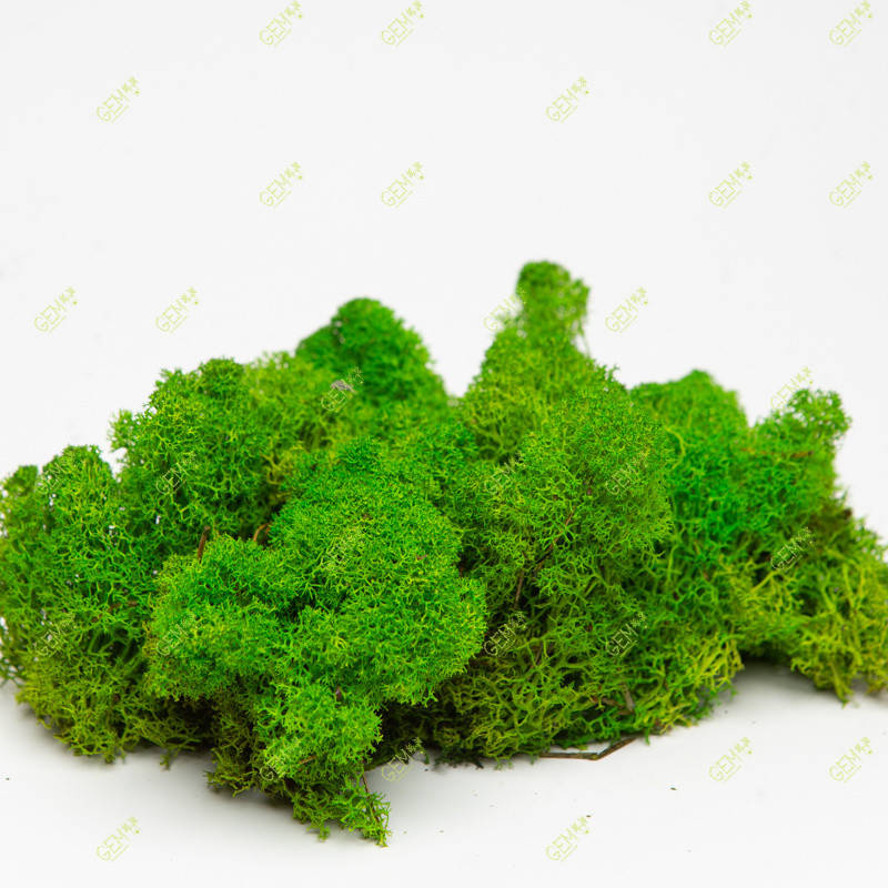 Очищений стабилизированный мох Green Ecco Moss cкандинавский мох ягель Light Green 0.5 кг
Очищений стабилизированный мох Green Ecco Moss cкандинавский мох ягель Light Green 0.5 кг