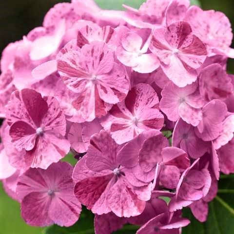 Саженцы Гортензии крупнолистной Дансинг Энджел / Танцующий Ангел (Hydrangea macrophylla Dancing Angel)
Саженцы Гортензии крупнолистной Дансинг Энджел / Танцующий Ангел (Hydrangea macrophylla Dancing Angel)