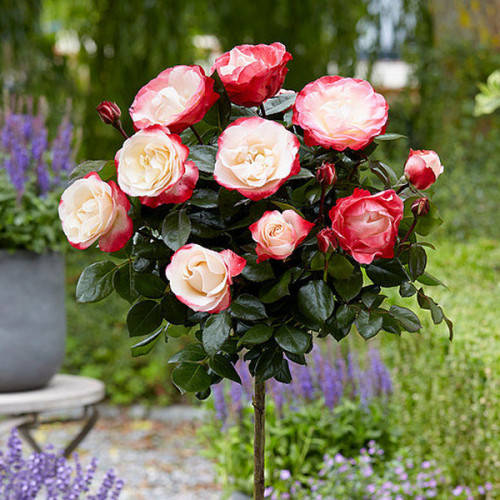 Роза штамбовая "Дабл Делайт" 
Роза штамбовая "Дабл Делайт"