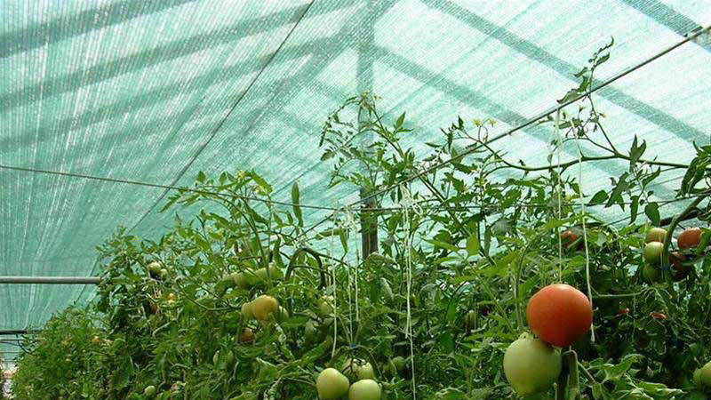 Сетка затеняющая 40% 4м*50м, 200м.кв. зеленая, Зелёный 
Сетка затеняющая 40% 4м*50м, 200м.кв. зеленая, Зелёный