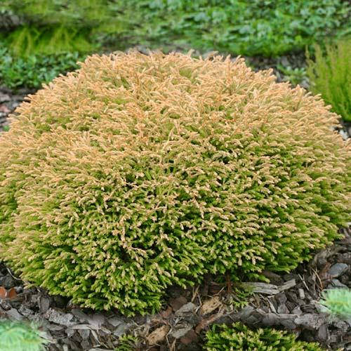 Туя західна Golden tuffet 2 річна, Туя западная Голден Таффет , Thuja occidentalis Golden tuffet
Туя західна Golden tuffet 2 річна, Туя западная Голден Таффет , Thuja occidentalis Golden tuffet