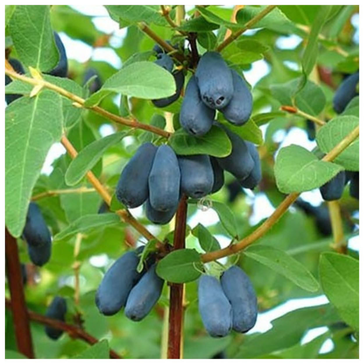 Жимолость съедобная Алисия 2 года
Жимолость съедобная Алисия 2 года