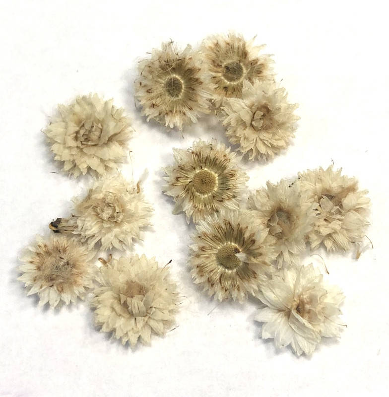 Сухоцветы №19, Разные цвета
Сухоцветы №19, Разные цвета