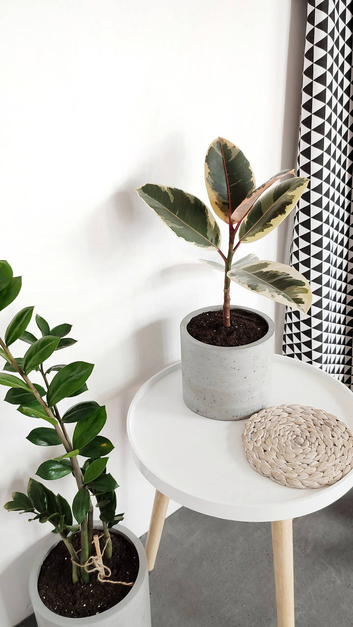 Горшок из бетона Цилиндр 14*16см. Ёмкость для растений. Бетонное кашпо . Вазон для цветов.
Горшок из бетона Цилиндр 14*16см. Ёмкость для растений. Бетонное кашпо . Вазон для цветов.