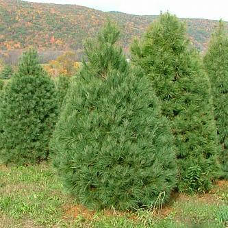 Сосна Веймутова Фастігіата / Сосна Веймутова Фастигиата / Pinus strobus Fastigiata
Сосна Веймутова Фастігіата / Сосна Веймутова Фастигиата / Pinus strobus Fastigiata