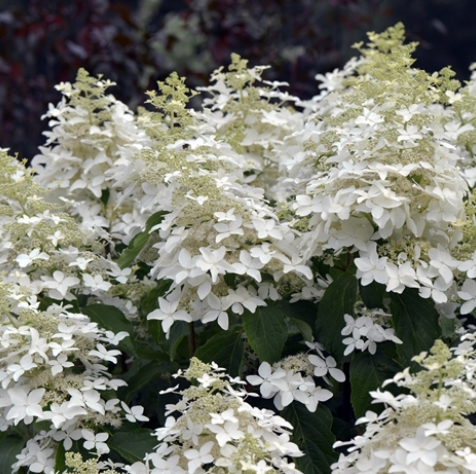 Гортензия метельчатая Magical Starlight(Мэджикал Старлайт)
Гортензия метельчатая Magical Starlight(Мэджикал Старлайт)