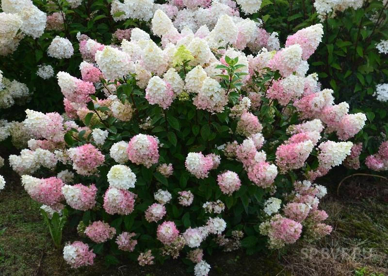 Гортензия метельчатая Sundae Fraise (Сандей Фрейз) 3год 
Гортензия метельчатая Sundae Fraise (Сандей Фрейз) 3год