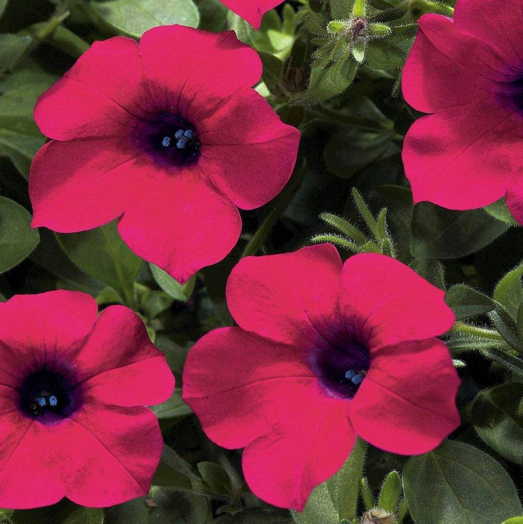 Рассада петунии Blanket Zinfandel бордовая d12cм
Рассада петунии Blanket Zinfandel бордовая d12cм