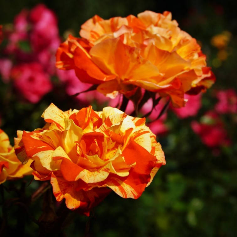 Роза Флорибунда Оранж енд лемон, Rosa Oranges and Lemons 
Роза Флорибунда Оранж енд лемон, Rosa Oranges and Lemons