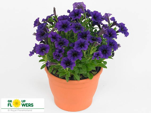 Ампельная петуния в подвесном вазоне (кашпо) - Petunia vivini blue (петуния вивини блу)
Ампельная петуния в подвесном вазоне (кашпо) - Petunia vivini blue (петуния вивини блу)