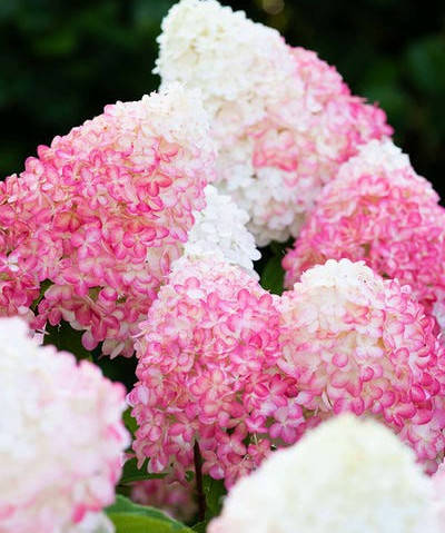 Гортензия метельчатая Ливинг Пинк энд Роз \ Hydrangea pan. Living Pink & Rose® ( саженцы 3 года) Новинка
Гортензия метельчатая Ливинг Пинк энд Роз \ Hydrangea pan. Living Pink & Rose® ( саженцы 3 года) Новинка