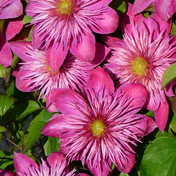 Клематис Кайзер, Clematis Kaiser (2 группа) 
Клематис Кайзер, Clematis Kaiser (2 группа)