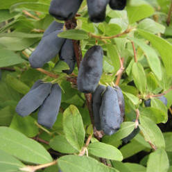 Саженцы жимолости сорт "Дует" 3 летние, пакет 7.5 л
Саженцы жимолости сорт "Дует" 3 летние, пакет 7.5 л