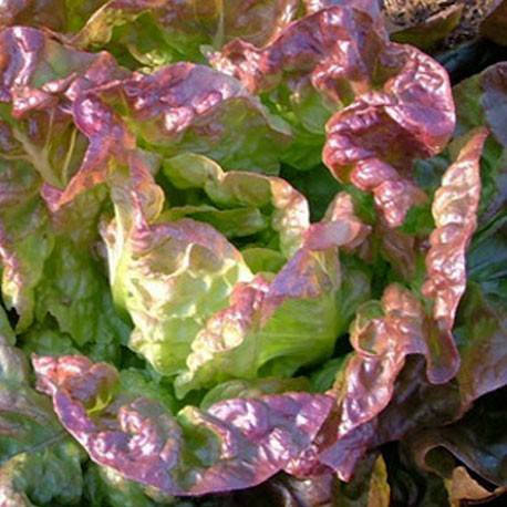 Салат Marvel Four Seasons
Салат Marvel Four Seasons