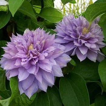 Клематис Proteus (Протеус)
Клематис Proteus (Протеус)