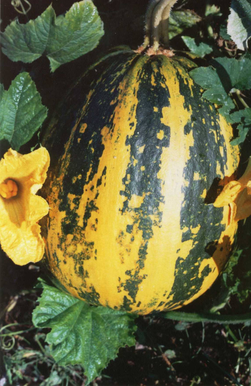 Гарбуз сорт Мозоліївський-15, 3 г
Гарбуз сорт Мозоліївський-15, 3 г