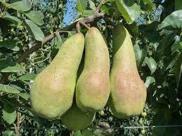 Саженцы сорта груши Аббат Фетель
Саженцы сорта груши Аббат Фетель