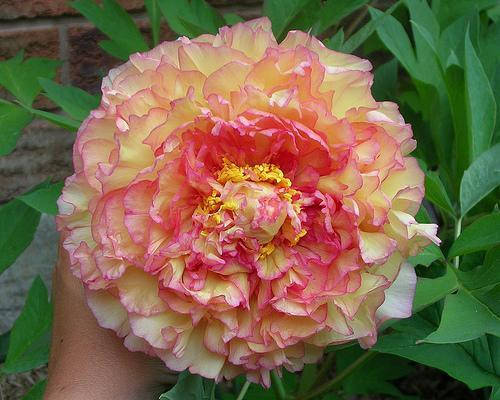 Пион древовидный Золотая россыпь 3сем
Пион древовидный Золотая россыпь 3сем