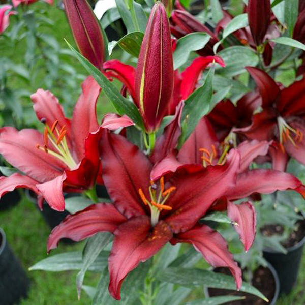 Луковицы Лилия Firebolt
Луковицы Лилия Firebolt