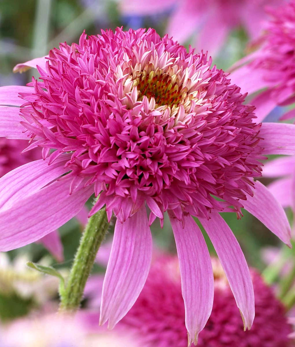 Эхинацея гибридная махровая " Пинк Дабл Делайт" \ Echinacea "Pink Double Delight" ( саженцы р9)
Эхинацея гибридная махровая " Пинк Дабл Делайт" \ Echinacea "Pink Double Delight" ( саженцы р9)
