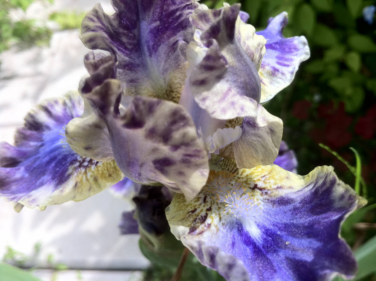 Ирис Карликовый Leopard Print
Ирис Карликовый Leopard Print