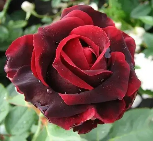 Роза чайно-гибридная "МАДАМ ДЕЛЬБАР" ('Madame Delbard')
Роза чайно-гибридная "МАДАМ ДЕЛЬБАР" ('Madame Delbard')