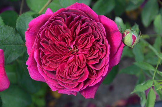 Роза английская Вильям Шекспир 
Роза английская Вильям Шекспир