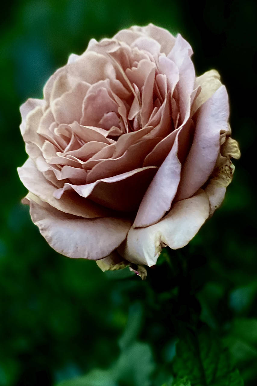 Роза Флорибунда Роза Мокароза Rosa Mokarosa 
Роза Флорибунда Роза Мокароза Rosa Mokarosa