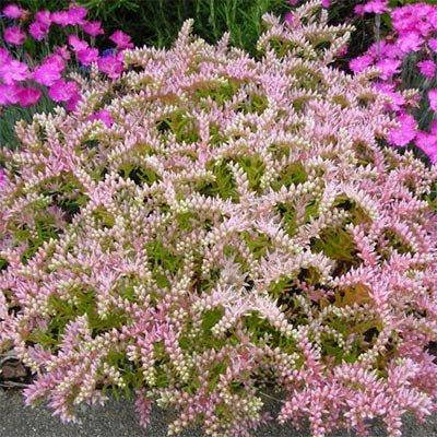 Седум Sea Star (саженцы)
Седум Sea Star (саженцы)