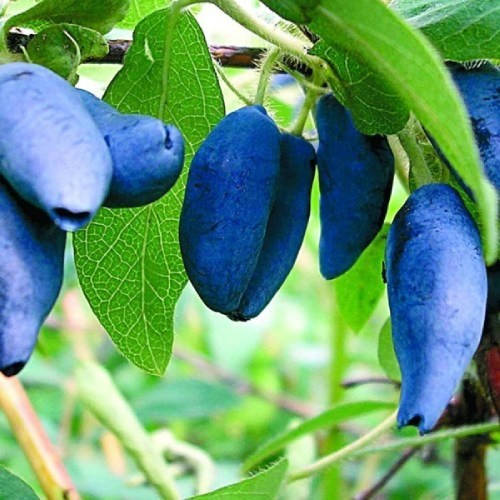 Жимолость Витаминная (саженцы)
Жимолость Витаминная (саженцы)