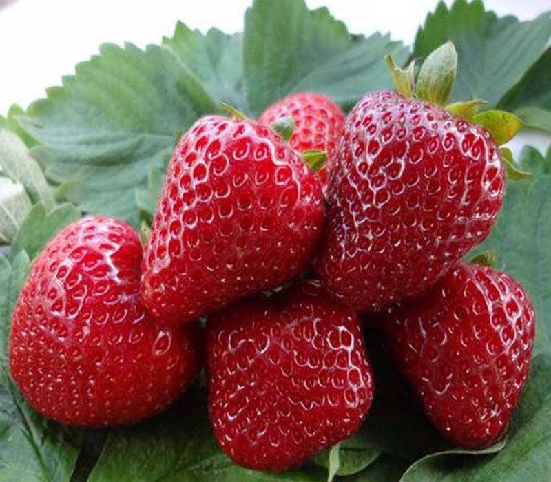 Саженцы клубники СВИТ ЭНН ремонтантная
Саженцы клубники СВИТ ЭНН ремонтантная