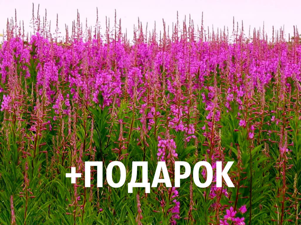 Иван-чай семена 20 шт (кипрей узколистный копорский) насіння Chamaenérion angustifolium + подарок, Сиреневый
Иван-чай семена 20 шт (кипрей узколистный копорский) насіння Chamaenérion angustifolium + подарок, Сиреневый
